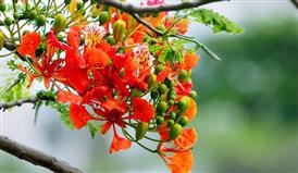 &quot;Flower Delivery South Reno
